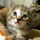 How to Raise Money Without Killing a Kitten: A New Freakonomics 
