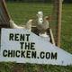 Startup Rents Chickens To Aspiring Farmers